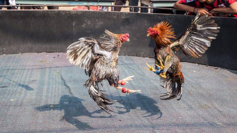 Giới thiệu chung về đá gà cựa dao