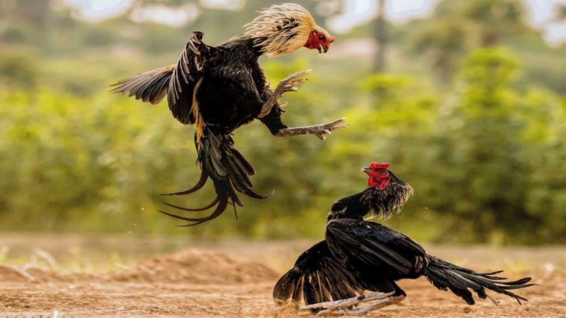 Tổng hợp một số kinh nghiệm chơi đá gà cựa dao