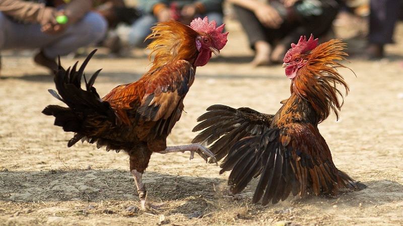 Nắm rõ luật chạng gà trong đá gà cựa dao