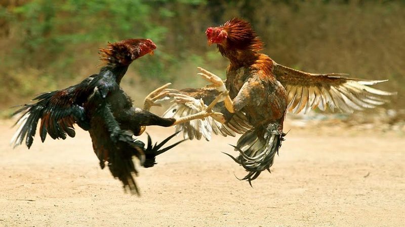 Đá gà cựa dao có tỷ lệ cược hấp dẫn