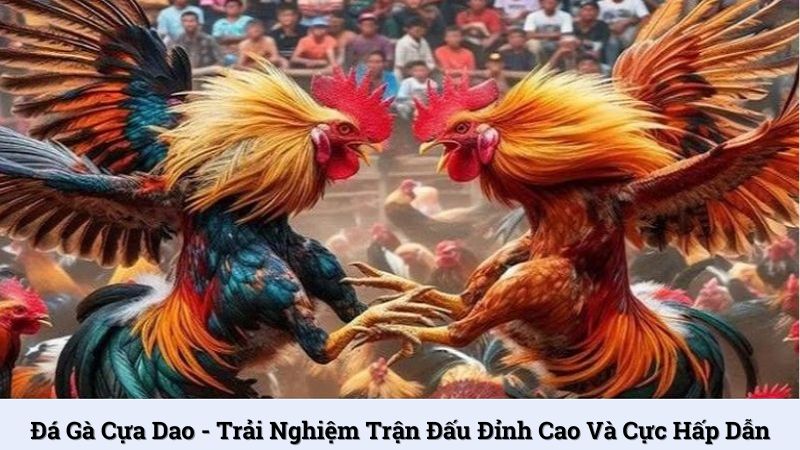 Đá gà cựa dao - Trải nghiệm trận đấu đỉnh cao và cực hấp dẫn