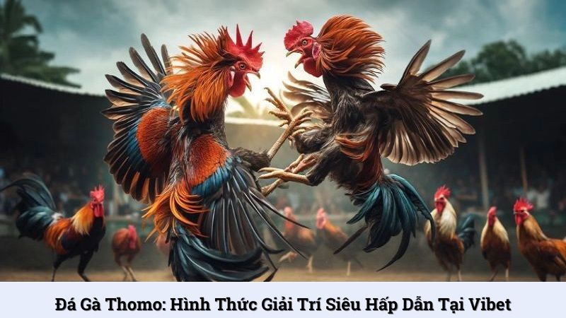 Đá gà Thomo: Hình thức giải trí siêu hấp dẫn tại Vibet