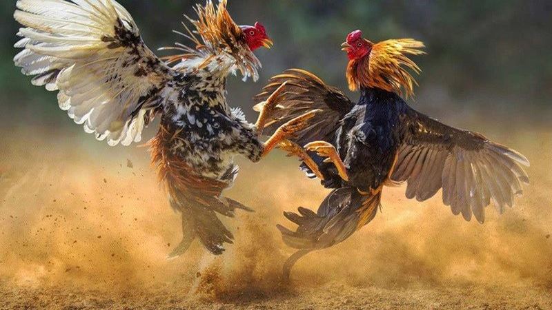 Các ưu điểm nổi bật của Đá Gà Vibet