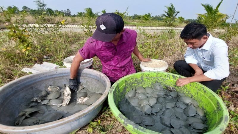 Mơ bắt được 33 đánh con gì? Điềm báo lành hay dữ