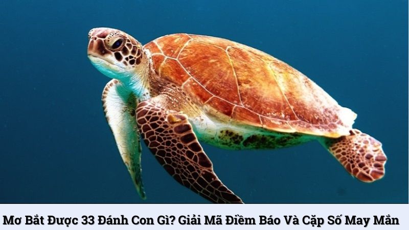 Mơ bắt được 33 đánh con gì? Giải mã điềm báo và cặp số may mắn
