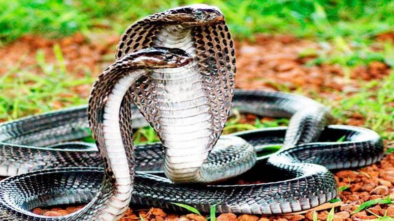 Giải mã giấc mơ thấy rắn đánh con gì nếu là 2 con rắn