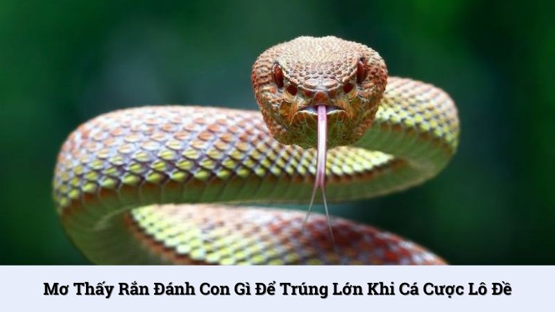 Mơ thấy rắn đánh con gì để trúng lớn khi cá cược lô đề