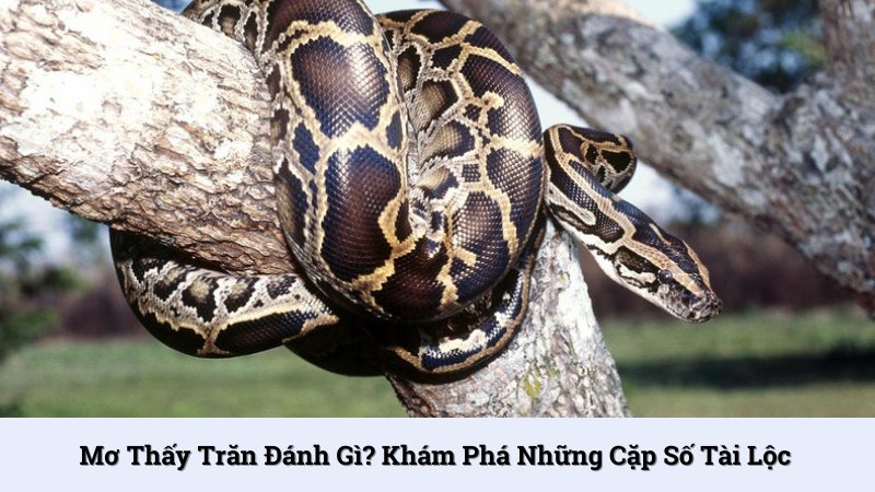 Mơ thấy trăn đánh gì? Khám phá những cặp số tài lộc